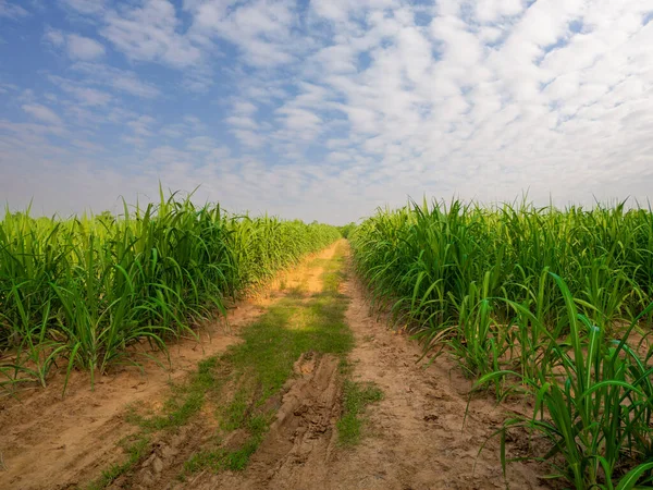 Sockerrörsfält Molnig Dag Och Klarblå Himmel — Stockfoto