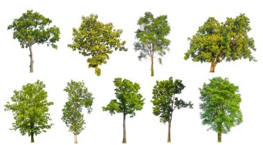 Beyaz arkaplanda yüksek qaulity koleksiyon ağacı