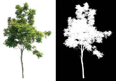 Beyaz arkaplanda seçili ve içinde yolu olan izole ağaç, fırça ve seçim ağacı için resim içine inşa edilmiş alfa kanalı 
