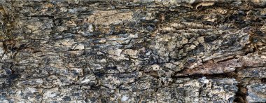 yüksek çözünürlüklü kabuk dokusu, yüksek çözünürlüklü doku için panorama fotoğrafı