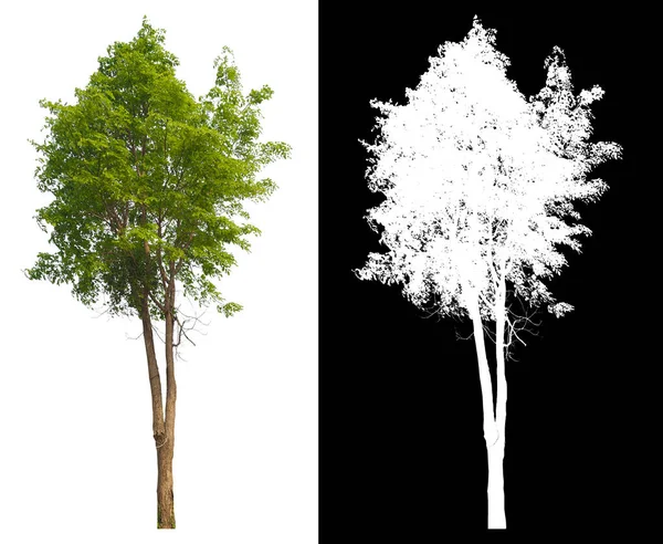 白を基調とした緑の木で ポストカットされたオリジナル背景と白の背景は 内部の切り抜きパスで簡単に選択できるように置き換えられ ブラシと選択を行うためのアルファチャンネル — ストック写真