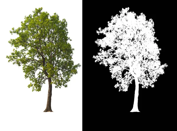 Grüner Baum Isoliert Auf Weißem Hintergrund Mit Ausgeschnittenem Originalhintergrund Und — Stockfoto