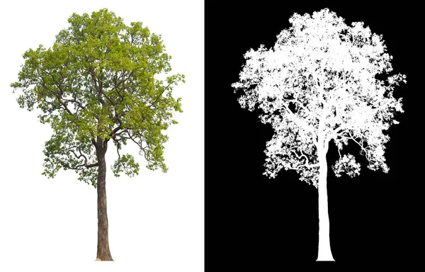 白を基調とした緑の木で ポストカットされたオリジナル背景と白の背景は 内部の切り抜きパスで簡単に選択できるように置き換えられ ブラシと選択を行うためのアルファチャンネル — ストック写真