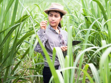 Kadın çiftçi akıllı bir alet tutuyor ve şeker kamışı yaprağını kontrol ediyor, akıllı çiftçi çiftlikte çalışıyor. 