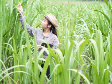 Kadın çiftçi akıllı bir alet tutuyor ve şeker kamışı yaprağını kontrol ediyor, akıllı çiftçi çiftlikte çalışıyor. 