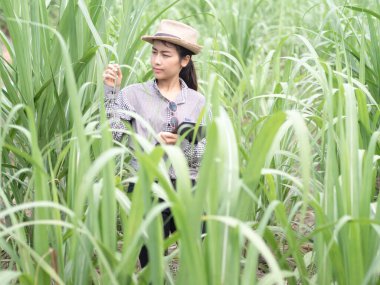 Kadın çiftçi akıllı bir alet tutuyor ve şeker kamışı yaprağını kontrol ediyor, akıllı çiftçi çiftlikte çalışıyor. 