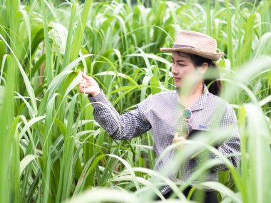 Kadın çiftçi akıllı bir alet tutuyor ve şeker kamışı yaprağını kontrol ediyor, akıllı çiftçi çiftlikte çalışıyor. 