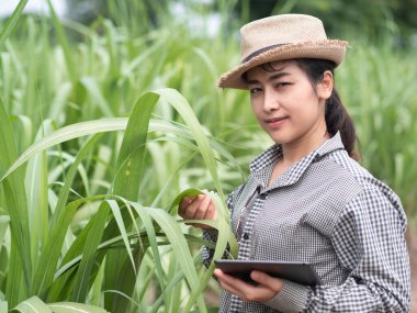 Kadın çiftçi akıllı bir alet tutuyor ve şeker kamışı yaprağını kontrol ediyor, akıllı çiftçi çiftlikte çalışıyor. 