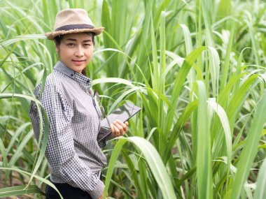 Kadın çiftçi akıllı bir alet tutuyor ve şeker kamışı yaprağını kontrol ediyor, akıllı çiftçi çiftlikte çalışıyor. 