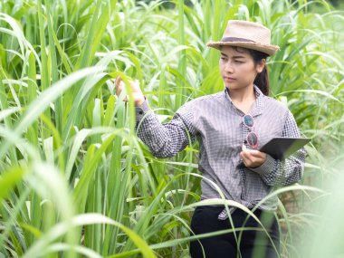 Kadın çiftçi akıllı bir alet tutuyor ve şeker kamışı yaprağını kontrol ediyor, akıllı çiftçi çiftlikte çalışıyor. 