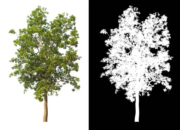 在白色背景上隔离的绿树 用裁剪路径替换原来的背景和白色背景 用Alpha通道进行笔刷和选择 — 图库照片