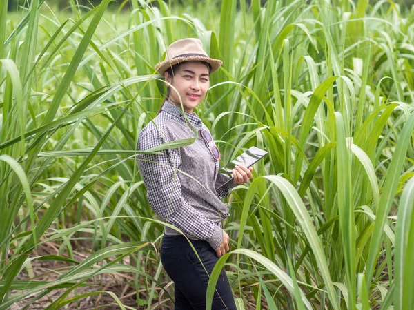 Agricultor Mulher Segurando Dispositivo Inteligente Verificar Folha Cana Açúcar Agricultor — Fotografia de Stock