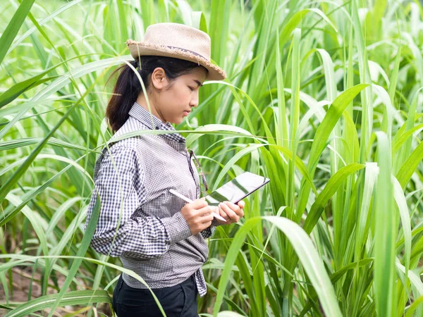 woman farmer holding smart device and check sugar cane leaf, smart farmer working in farm