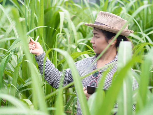 Kadın çiftçi akıllı bir alet tutuyor ve şeker kamışı yaprağını kontrol ediyor, akıllı çiftçi çiftlikte çalışıyor. 