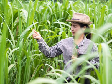Kadın çiftçi akıllı bir alet tutuyor ve şeker kamışı yaprağını kontrol ediyor, akıllı çiftçi çiftlikte çalışıyor. 