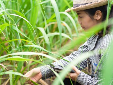Kadın çiftçi akıllı bir alet tutuyor ve şeker kamışı yaprağını kontrol ediyor, akıllı çiftçi çiftlikte çalışıyor. 