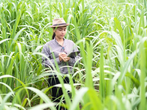 woman farmer holding smart device and check sugar cane leaf, smart farmer working in farm