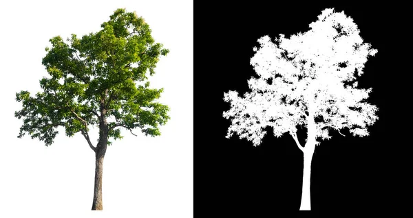 在白色背景上隔离的绿树 用裁剪路径替换原来的背景和白色背景 用Alpha通道进行笔刷和选择 — 图库照片
