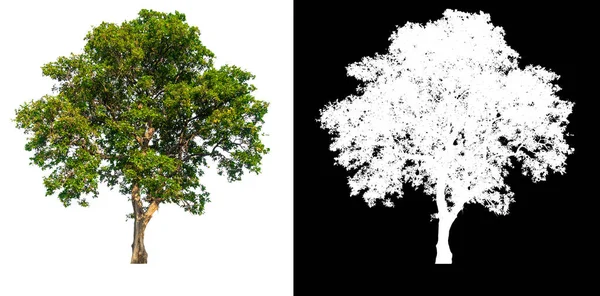 Árbol Verde Aislado Sobre Fondo Blanco Con Poste Recortado Fondo —  Fotos de Stock