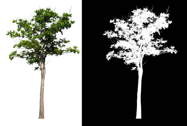 Zielone Drzewo Odizolowane Białym Tle Wycięciem Słupka Oryginalne Tło Białe — Zdjęcie stockowe
