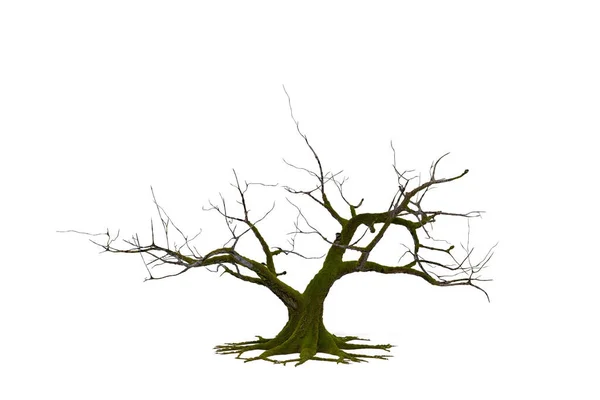 Death Tree White Background Clippings Path Illustrations Rendering — Stock Photo, Image