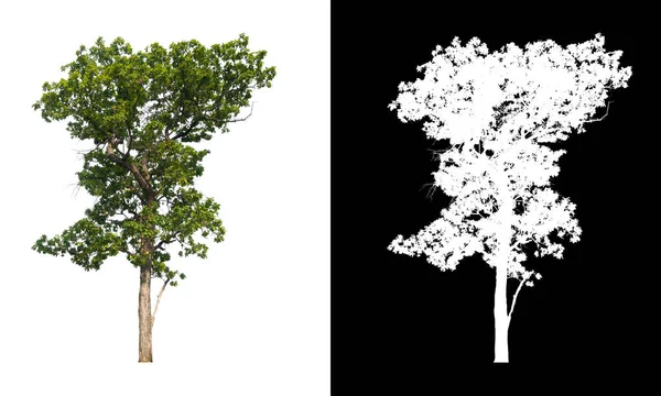 具有裁剪路径和Alpha通道的白色背景隔离树 — 图库照片