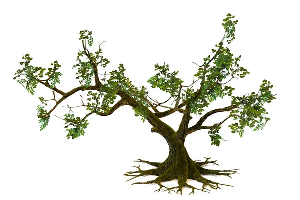 Yalnız Büyük Ağaç Yapraksız Beyaz Arkaplan Üzerinde Kırpma Kullanımı Kolay — Stok fotoğraf