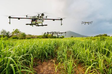 Şeker kamışı tarlasında uçan tarım dronu püskürtülmüş gübre, 3 boyutlu resimleme