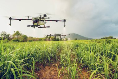 Şeker kamışı tarlasında uçan tarım dronu püskürtülmüş gübre, 3 boyutlu resimleme