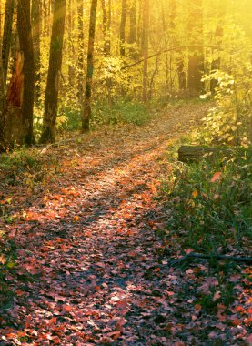 Path in autumn forest in rays of light