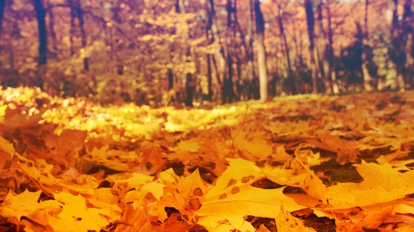 Herfst achtergrond met gevallen gele maple laat op groen gras in de stralen van de zon — Stockfoto