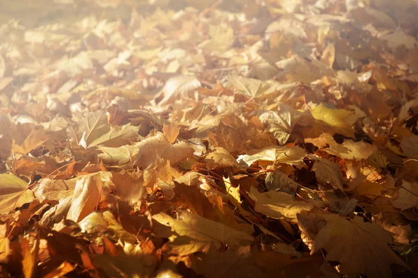Podzimní pozadí s padlých žluté javorového listí na zelené trávě v paprscích slunce — Stock fotografie
