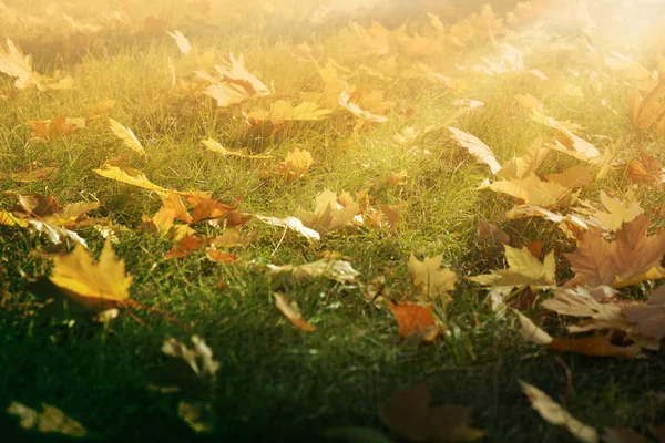 Podzimní pozadí s padlých žluté javorového listí na zelené trávě v paprscích slunce — Stock fotografie