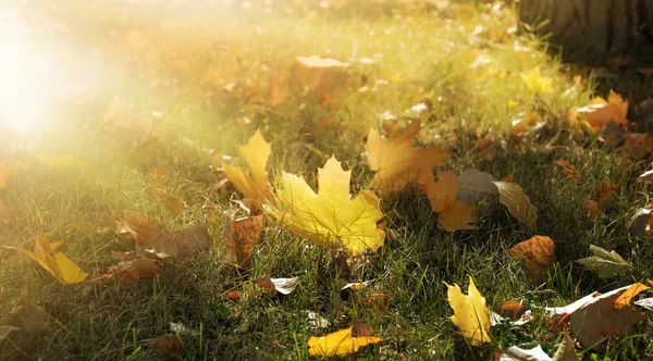 태양의 광선에 푸른 잔디에 나뭇잎 타락 한 노란색 단풍과가 배경 — 스톡 사진