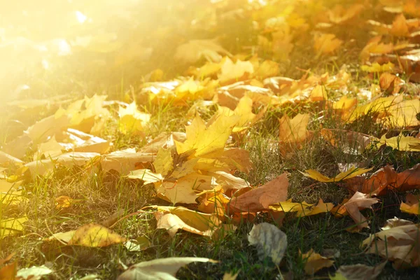 Fondo otoñal con hojas de arce amarillo caído sobre hierba verde en rayos de sol — Foto de Stock