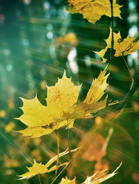 Herfst geel esdoorn bladeren in de stralen van de zon op onscherpe achtergrond, gebladerte, zonlicht — Stockfoto