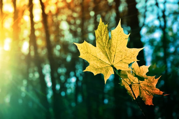 Herfst geel esdoorn bladeren in de stralen van de zon op onscherpe achtergrond, gebladerte, zonlicht — Stockfoto