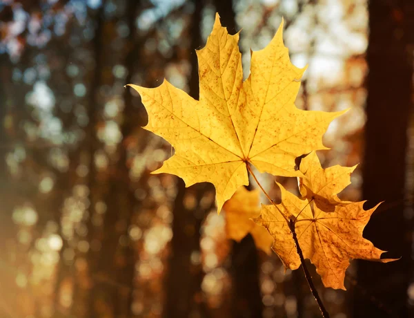 Herfst geel esdoorn bladeren in de stralen van de zon op onscherpe achtergrond, gebladerte, zonlicht — Stockfoto