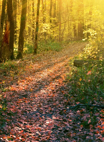 Camino en el bosque otoñal en rayos de luz — Foto de Stock