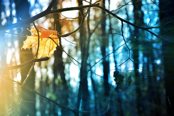 Herfst geel esdoorn bladeren in de stralen van de zon op onscherpe achtergrond, gebladerte, zonlicht — Stockfoto