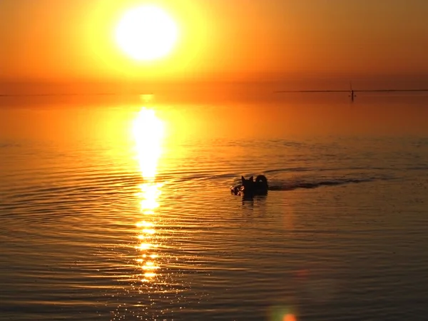Schöner Sonnenuntergang über dem Ozean. Sonnenaufgang im Meer. Hundeschwimmen — Stockfoto