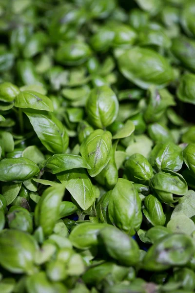 Basil — Stock Photo, Image