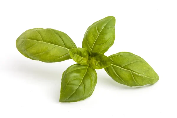 Basil leaves on a white background — Stock Photo, Image