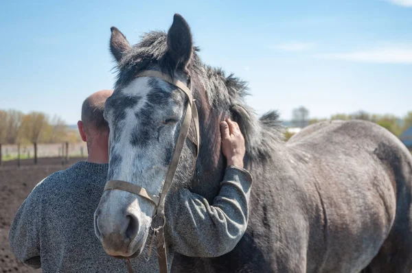 A horse hugging the owner. The horses attachment to the man. Stock Photo