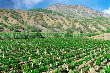 Dağlardaki üzüm bağlarının manzarası, doğa arka planı