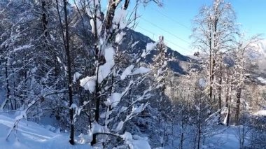 Ağaçtan kar yağıyor. Yavaş çekim