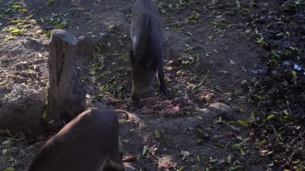 Pequenos Javalis Comendo Manhã — Vídeo de Stock