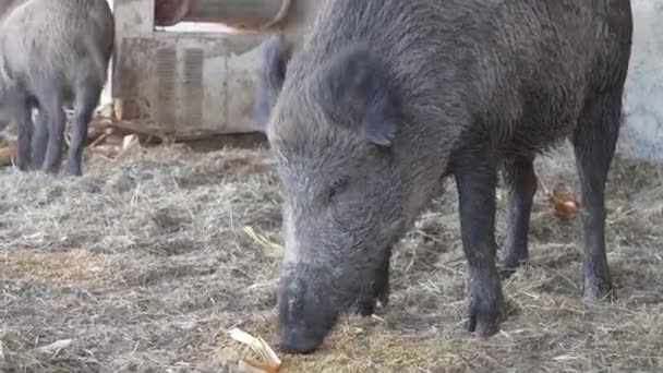 Jabalíes Comen Tallo Maíz — Vídeos de Stock