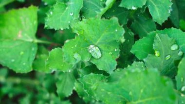 Rüzgardan akan su damlalarıyla yeşil taneler