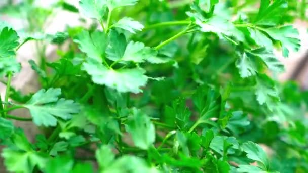 Grüne Petersilienblätter Rühren Sich Garten Wind — Stockvideo